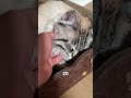day 38 of petting my cats for every follower gained