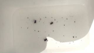 Elmidae Adult M1