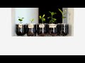 SUB) 페트병 화분, 레몬 씨앗부터 모종까지 100일의 기록ㅣHow to Grow Lemon Trees from Seeds