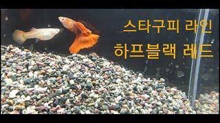 하프블랙 레드 - 스타구피 라인
