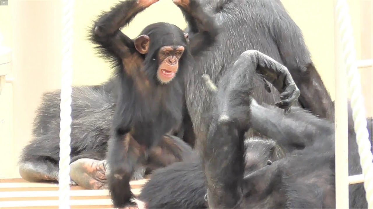 チンパンジー 家族はなかよし 14 Chimpanzee Family Is Close かわいい双子姉妹 Cute Twin Sisters カランコエ リュウ リキ Ryu Riki Youtube