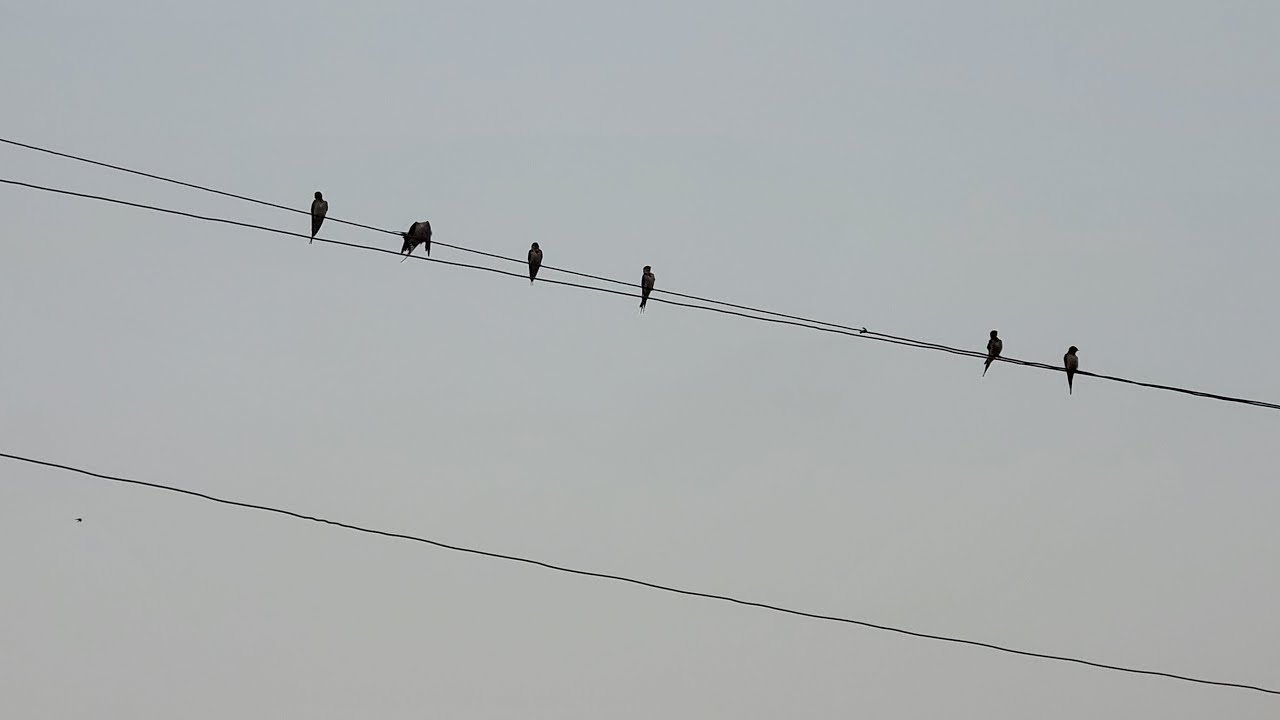 Grateful for 7K  Subscribers  🤍 Calm Healing Music to Relax & Reset