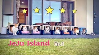 We found a fivestar accommodation where eight Welsh Corgi will stay in Jeju Island! (Not a A.D)