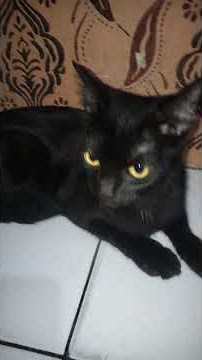 kacau tolongin guyss kucing gue kena teror ampe gedor² pintu#cat#catlovers#kucing#shorts #fyp