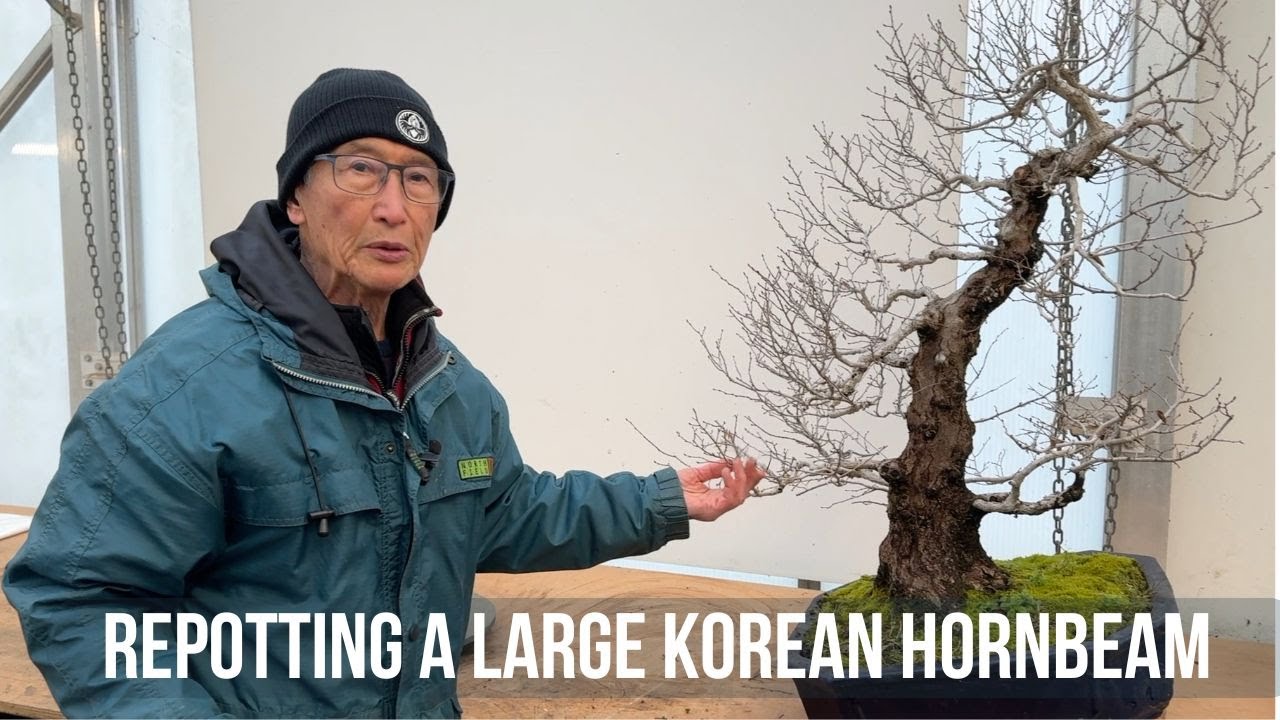 Repotting a Large Korean Hornbeam