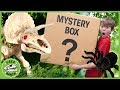 Dinosaur Skeleton Surprise! Kids Adventure with Giant Pretend Play Spider Toy & Mystery Box