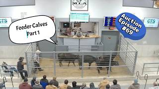 Feeder Calf Auction Part 1 On 02/10/2026