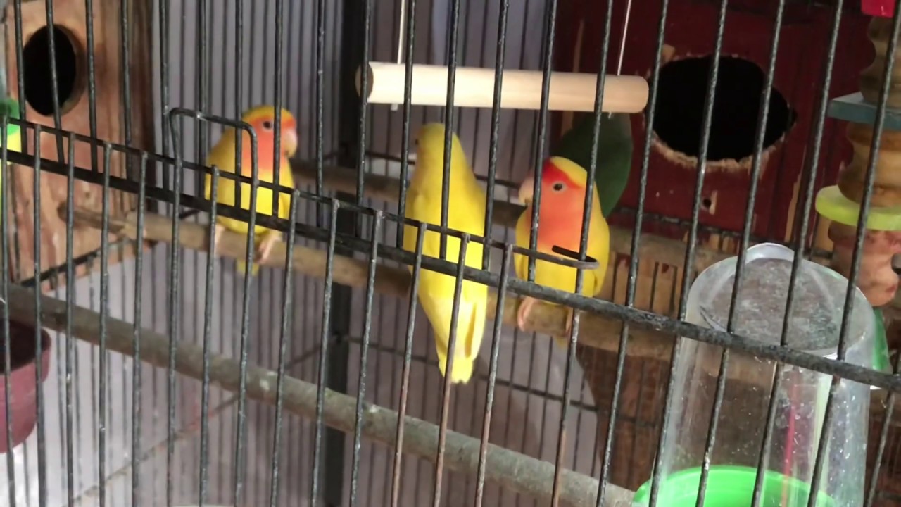 Lutino Lovebird-difference between adult and young in urdu/hindi 