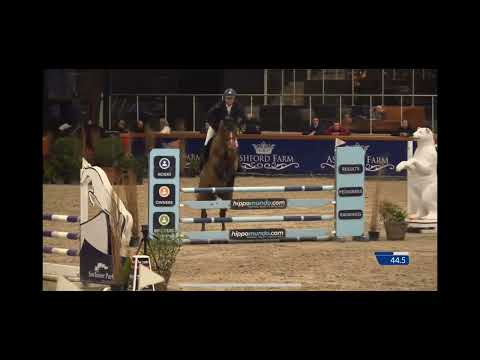 Kastell An Taro DK Stallion Competition Sentower Park
