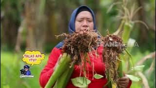 Mantab Rasa Roti Talas Keju Mozzarella | ENAH BIKIN ENAK (27/10/25)