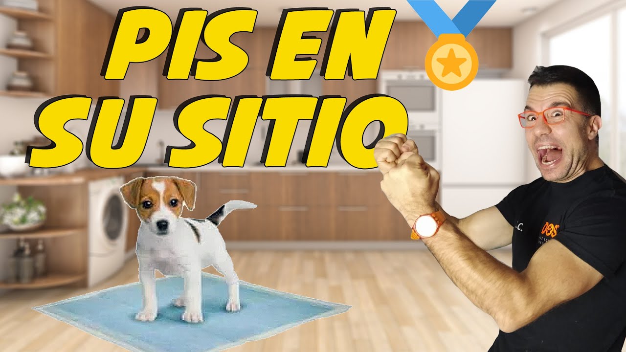 collar veinte Artículos de primera necesidad Enseñar a un Cachorro a hacer sus necesidades en el empapador 🐶✌🏼| Cómo  Educar Perros 📝 - YouTube