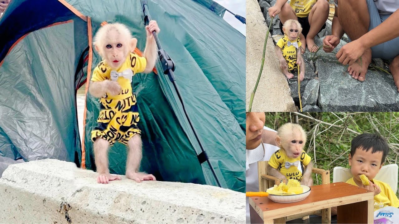 Baby monkey Lulu enjoys a sweet picnic day with Dad and her brother – Part 3.