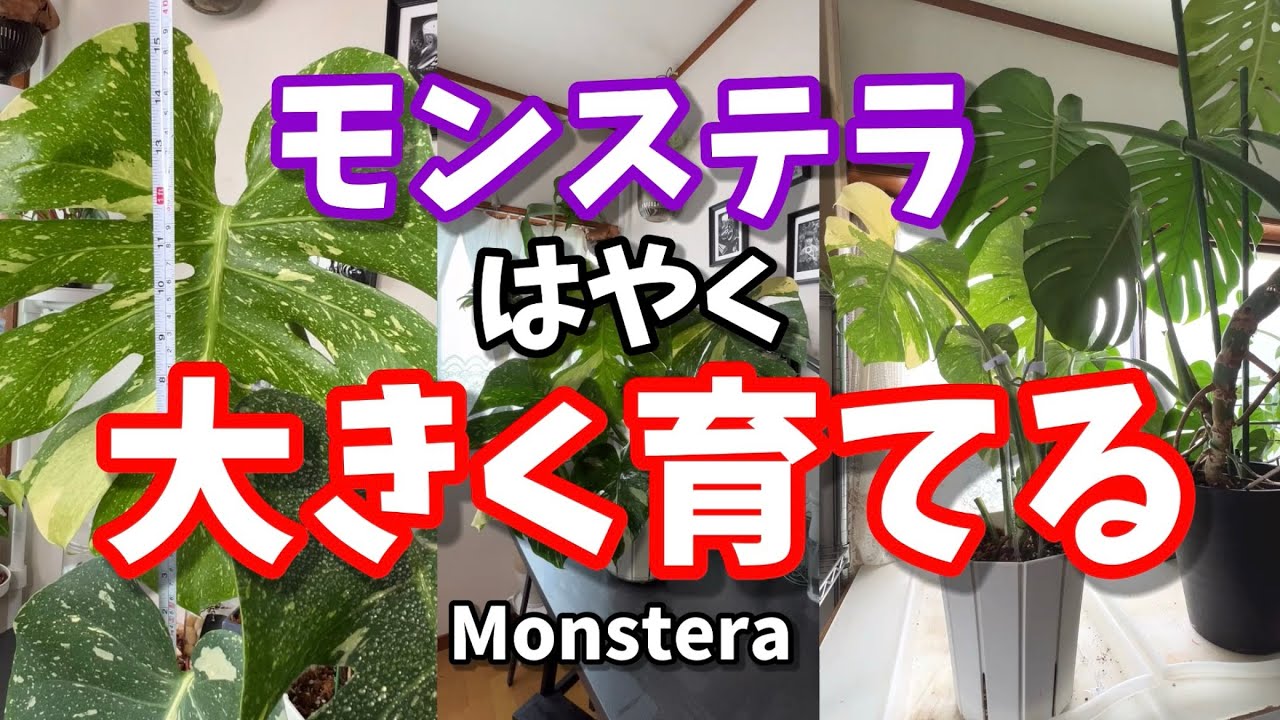 How to grow variegated Monstera quickly and big #houseplants