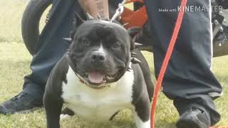 Diamond 12 Months Old Nino Daughter Bred Bak To Nino