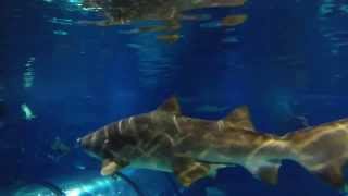 Nadando entre tiburones