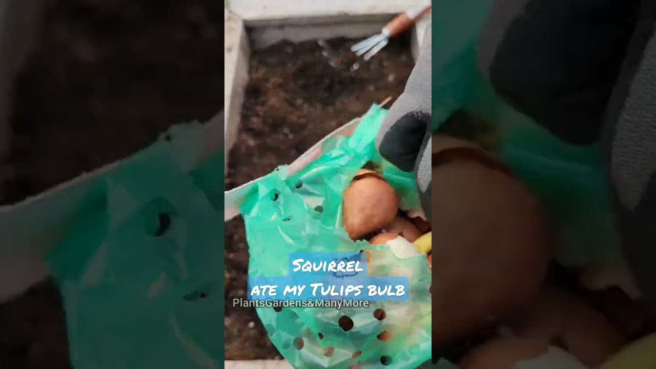 Squirrel ate my tulips bulb inside the planter box