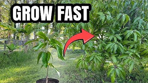The 3 steps to grow Mango trees bigger and faster