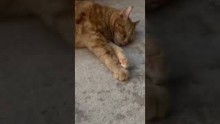 Cat sleeping