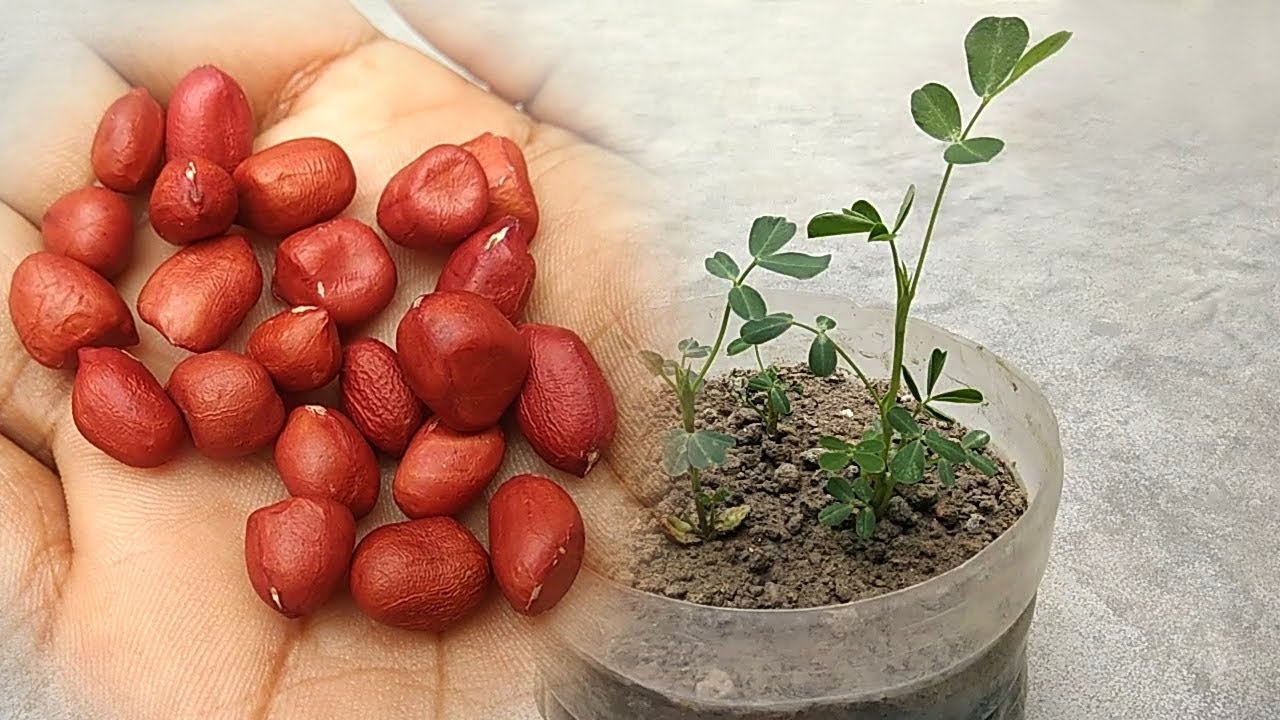 Grow Peanuts Easiest Way Grow At Home YouTube Grow Peanuts Easiest Way Grow At Home YouTube