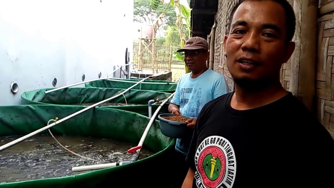 perikanan lele Organik Bio flog Maxigrow hasil luar biasa 