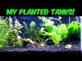 All My Planted Tanks! ( Update/New DIY 10 Gallon Stand ) All My Planted Tanks! ( Update/New DIY 10 Gallon Stand )