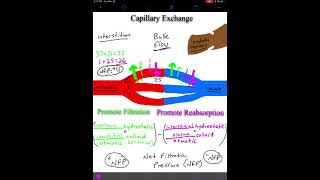 Capillary Exchange