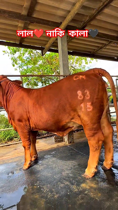 so beautiful  cow ❤️🔥🐂🖤#cow #animals #shorts #viralvideo #foryou #2024