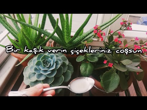 Video: Evde çiçek bakımı nasıl yapılır