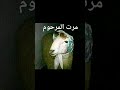 شرب ودين شرب ودين