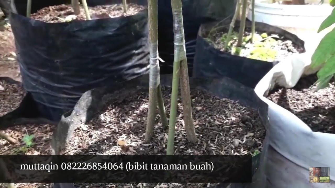 cara cepat tumbuh untuk pohon mangga