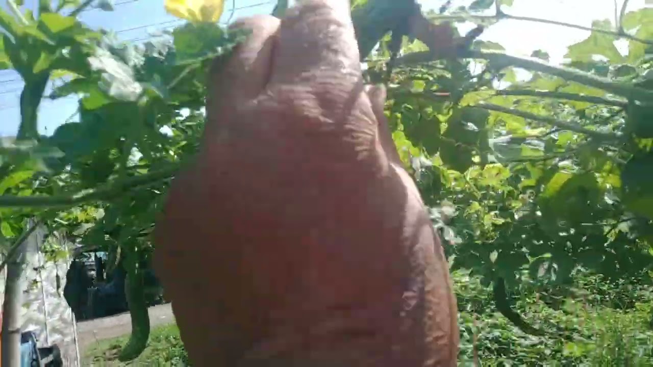 Paano patatagalin Ang Buhay ng ampalaya