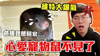 女友害寵物鼠不見了男友回家大爆氣情侶互整PRANK【維特】同居日記