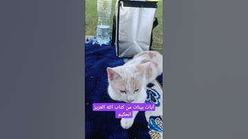 آيات بينات من كتاب الله العزيز الحكيم #كن_مع_الله_ولا_تبالي #قران_كريم