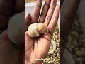 🐹🎨 #vairalvideo #trending #pets #vairal #vairalshort #hamster #hamsters #petshorts #love #nature
