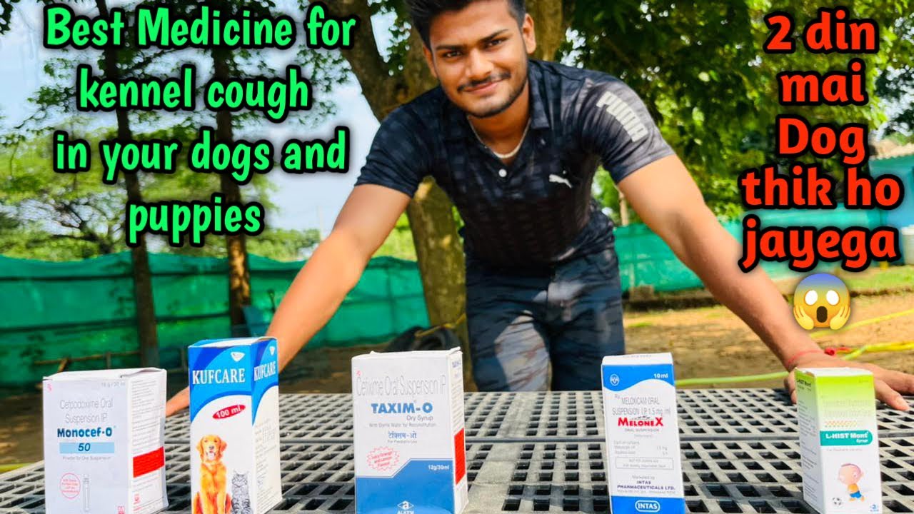 Best Medicine for Kennel Cough in your dogs and puppies YouTube