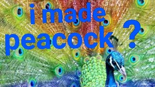 peacock collage