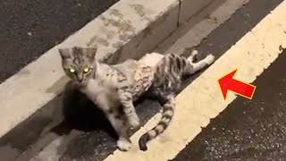 The cat with a broken spine lay moaning in pain on the side of the road, hoping to be rescued
