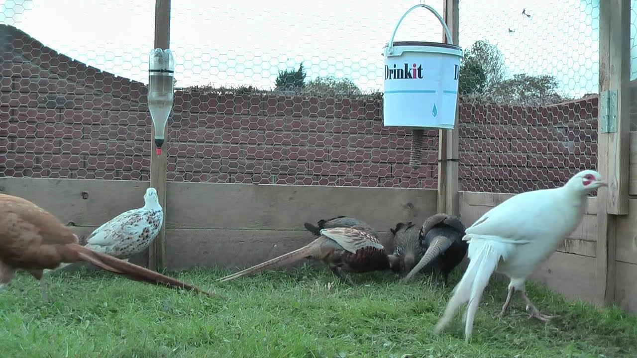 Part 11 How To Make A Automatic Water Feeder For Chicken S