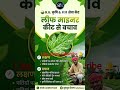 पत्तियों पर सफेद लकीरें? ऐसे खत्म करें लीफ माइनर कीट! 🌿 | Leaf Miner Control |