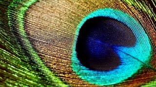 O PODER DA PENA DE PAVÃO | LRC 🔮 screenshot 3