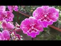 Обзор орхидей и других растений в теплицах ( г. Долгопрудный)