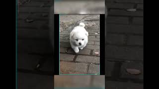 Cute dog walking in streets 4K | Animal vines #dogfunny #cutedog #funnydogs #animalvines