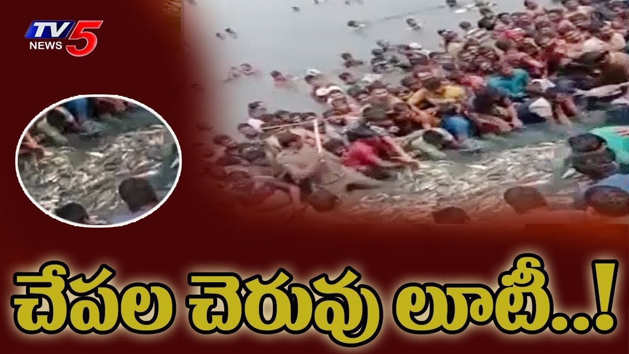 చేపల చెరువు లూటీ చేసిన జనం | Munagala, Suryapet Dist | TV5 News