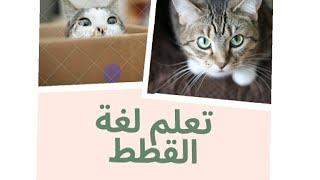 تعلم لغة القطط ?cat_language cats | دكتورة_الانسانية