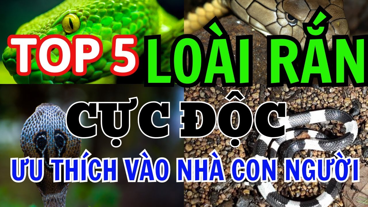 Top 5 Loài Rắn Cực Độc Ưu Thích Vào Nhà Bạn | Cách Sơ Cứu Khi Bị Rắn ...