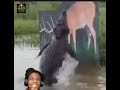 Nature's Survival: Crocodile vs Deer! 🐊🦌 #wildlife #youtubeshorts