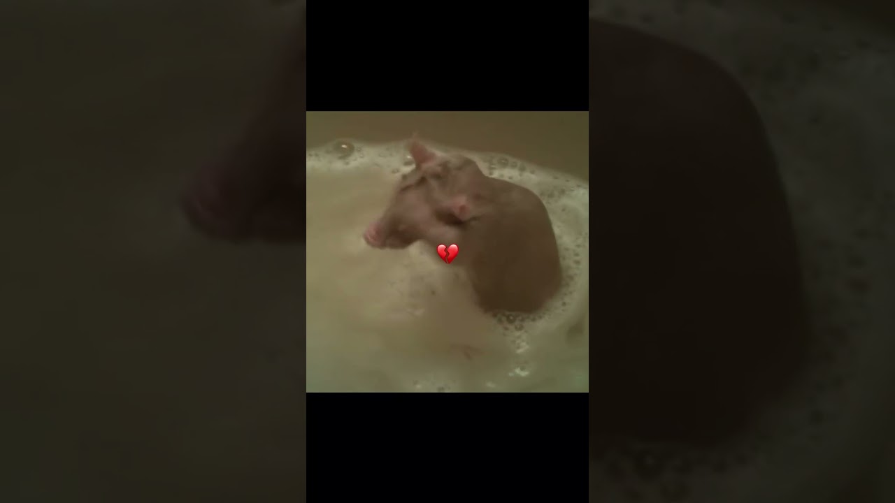 Bombastic Ratatouille rat