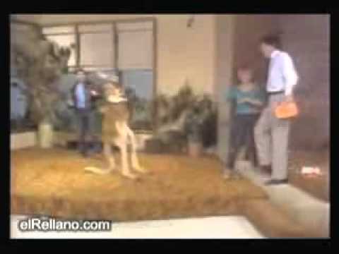 Gratuit Images Kangourou Boxeur Youtube dernière par