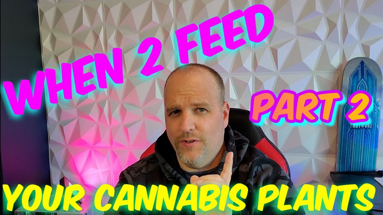 Когда подкармливать каннабис. Часть 2