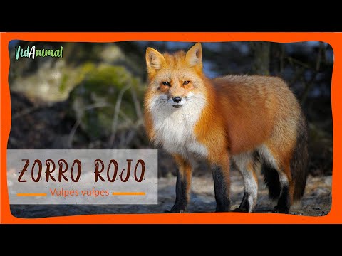 Video: Zorro Rojo: Características Interesantes
